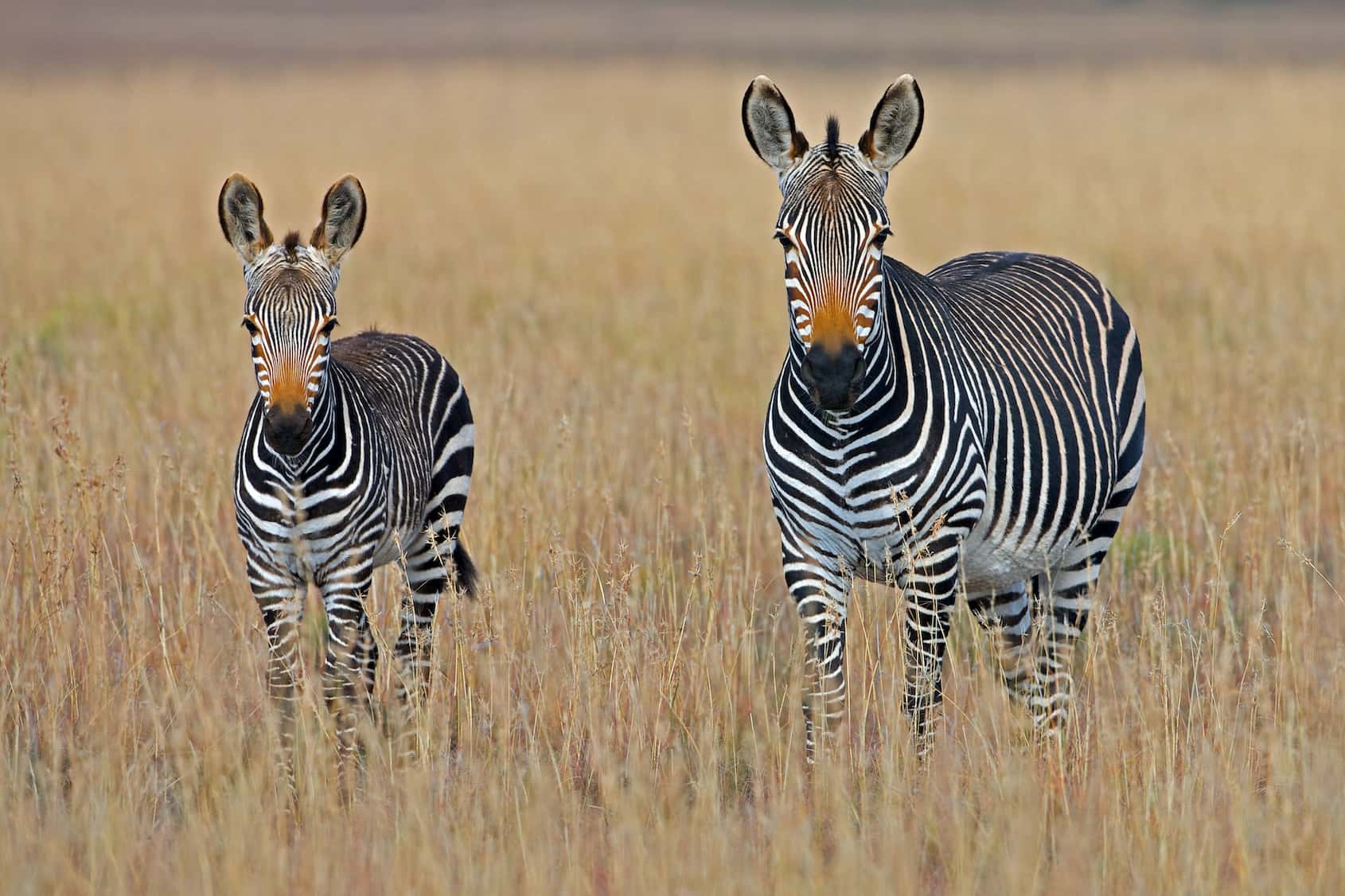 AI helping to save wildlife
