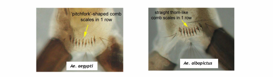 Using AI to differentiate the different types of mosquito larvae based on micro-imaging